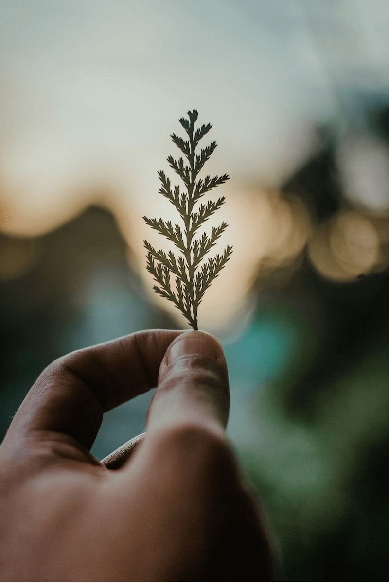 A plant held gently in a hand