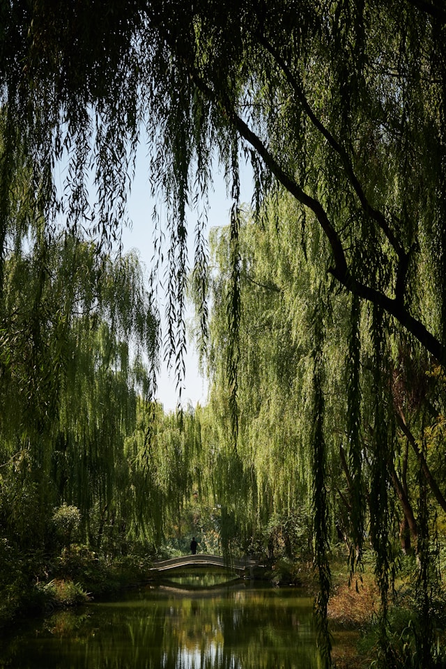 A peaceful willow garden